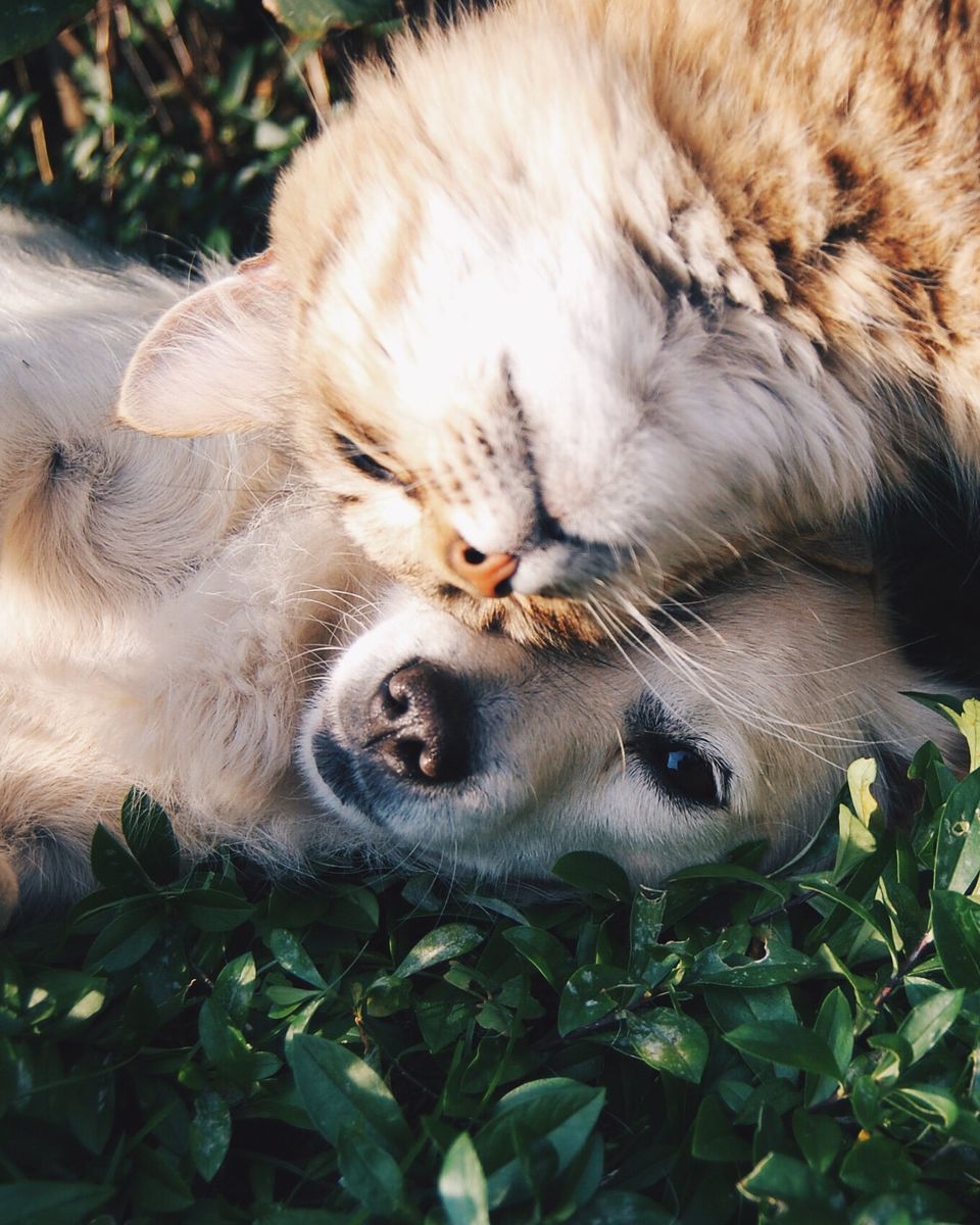 A tabby cat resting its head on a golden puppy lying in the grass