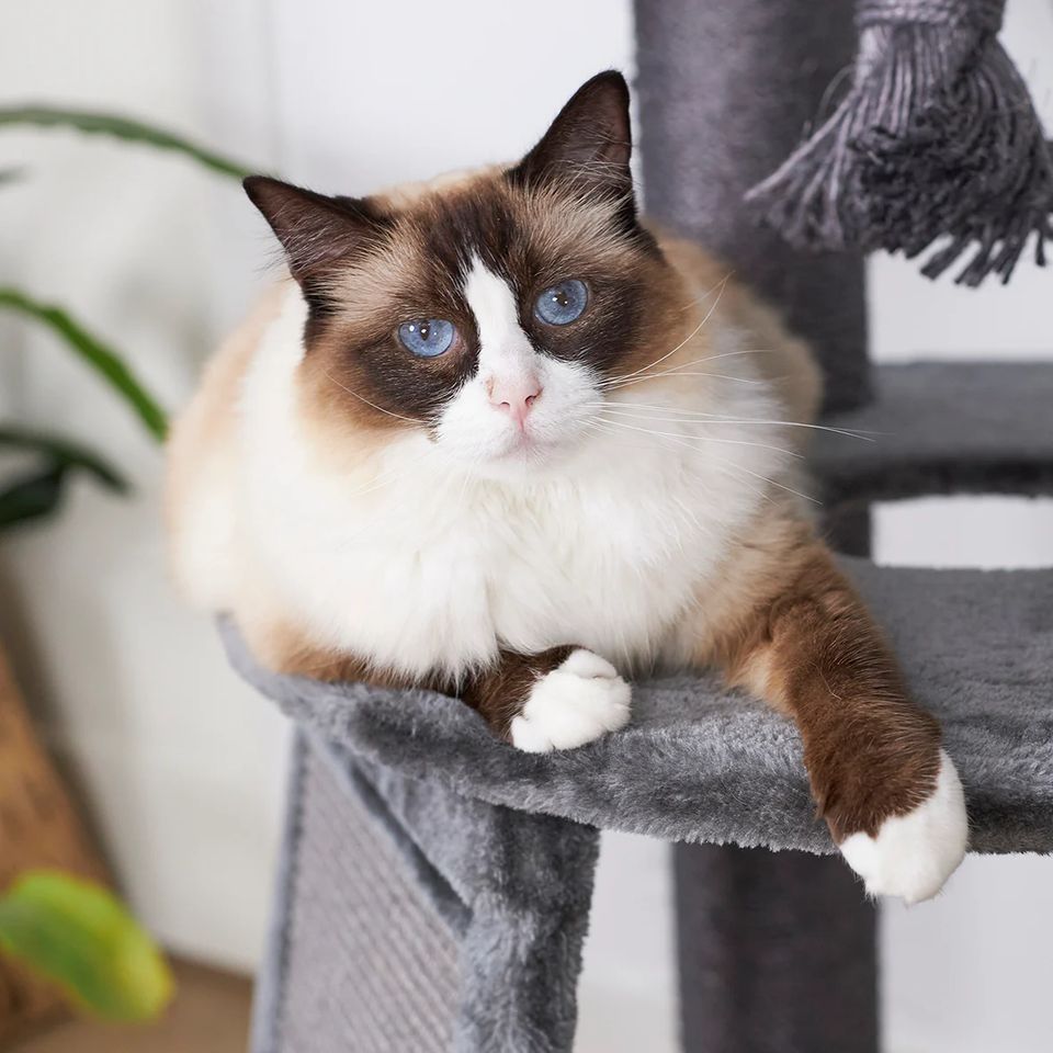 A blue-eyed cat resting on a grey Kazoo cat scratching tower