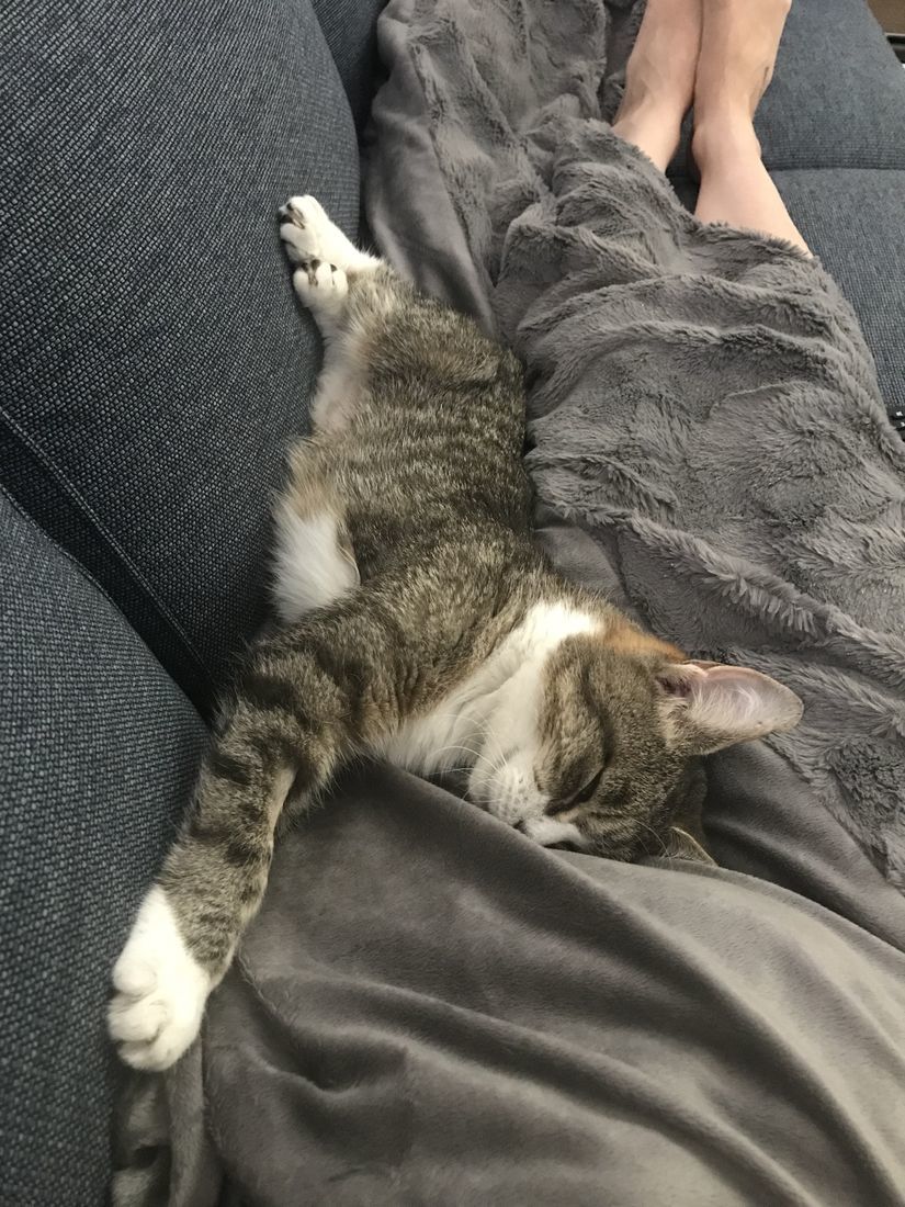Belle enjoying a cuddle!