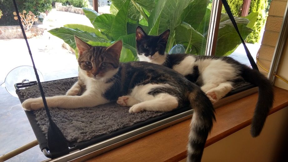 Budda and Tutu enjoying the view!