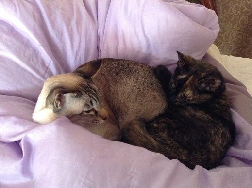 Licorice making a new friend